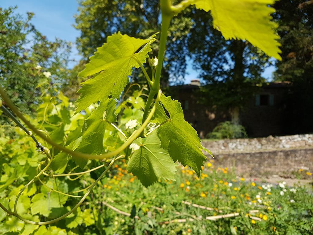 Chateau Labistoul Campes Kültér fotó